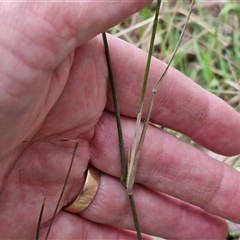 Aristida ramosa at Taylors Flat, NSW - 21 Sep 2024 11:40 AM