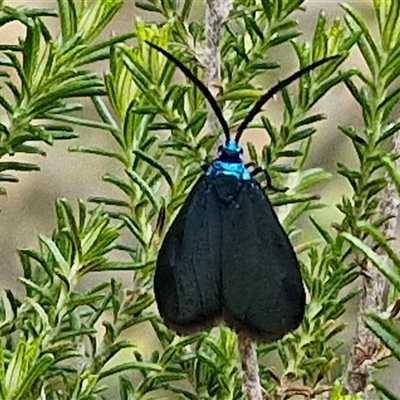 Pollanisus (genus) (A Forester Moth) at Taylors Flat, NSW - 21 Sep 2024 by trevorpreston