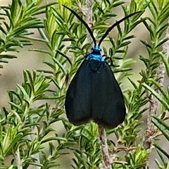 Pollanisus (genus) at Taylors Flat, NSW - 21 Sep 2024