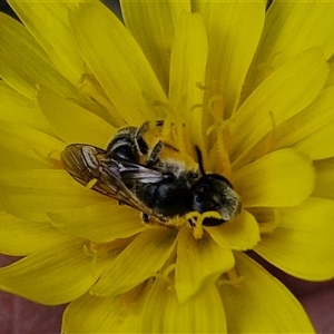 Lasioglossum (Chilalictus) lanarium at Taylors Flat, NSW - 21 Sep 2024 11:32 AM