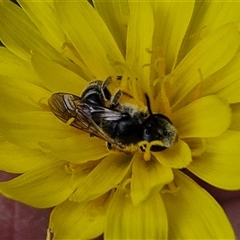 Lasioglossum (Chilalictus) lanarium at Taylors Flat, NSW - 21 Sep 2024