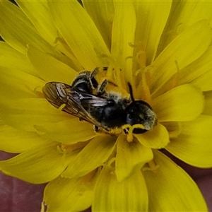 Lasioglossum (Chilalictus) lanarium at Taylors Flat, NSW - 21 Sep 2024 11:32 AM