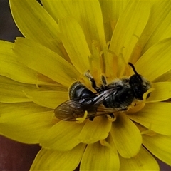 Lasioglossum (Chilalictus) lanarium at Taylors Flat, NSW - 21 Sep 2024