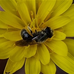 Lasioglossum (Chilalictus) lanarium at Taylors Flat, NSW - 21 Sep 2024