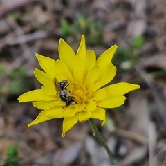 Microseris walteri (Yam Daisy, Murnong) at Taylors Flat, NSW - 21 Sep 2024 by trevorpreston