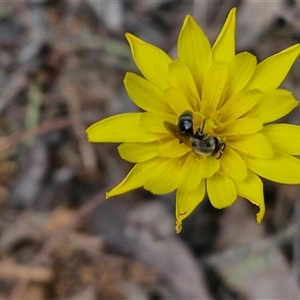 Microseris walteri at Taylors Flat, NSW - 21 Sep 2024