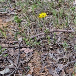 Microseris walteri at Taylors Flat, NSW - 21 Sep 2024