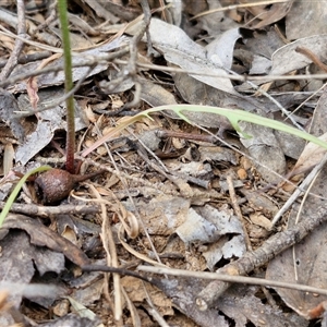 Microseris walteri at Taylors Flat, NSW - 21 Sep 2024