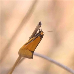 Philobota undescribed species near arabella at Gundaroo, NSW - 20 Sep 2024