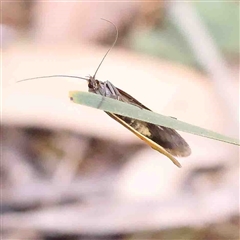 Philobota undescribed species near arabella at Gundaroo, NSW - 20 Sep 2024