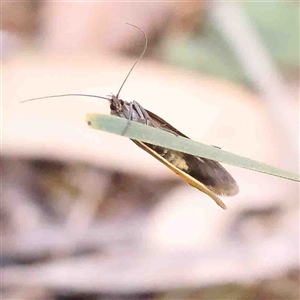 Philobota undescribed species near arabella at Gundaroo, NSW - 20 Sep 2024