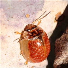 Paropsisterna sp. (genus) (A leaf beetle) at Gundaroo, NSW - 20 Sep 2024 by ConBoekel