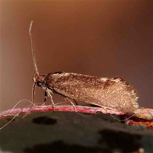 Leistomorpha brontoscopa at Gundaroo, NSW - 20 Sep 2024