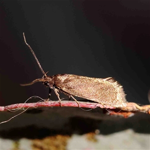 Leistomorpha brontoscopa at Gundaroo, NSW - 20 Sep 2024 11:42 AM