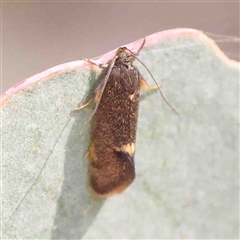 Leistomorpha brontoscopa (A concealer moth) at Gundaroo, NSW - 20 Sep 2024 by ConBoekel