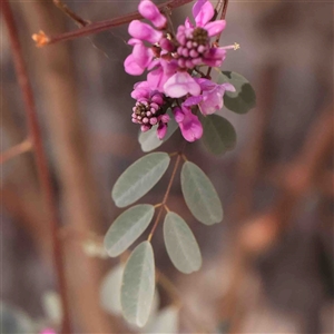 Indigofera australis subsp. australis at Gundaroo, NSW - 20 Sep 2024