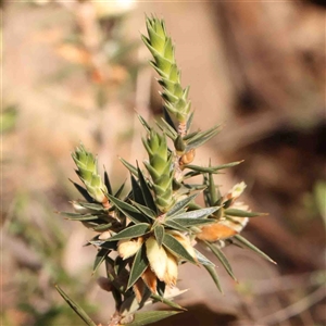 Melichrus urceolatus at Gundaroo, NSW - 20 Sep 2024