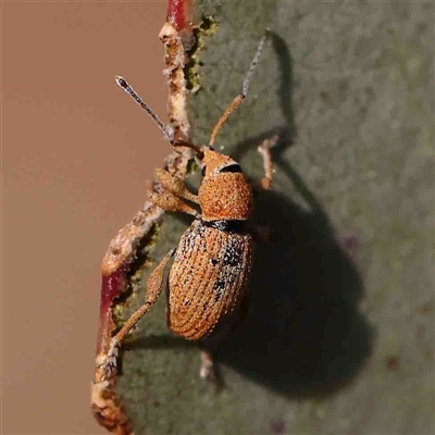 Unidentified Beetle (Coleoptera) at Gundaroo, NSW - 20 Sep 2024 by ConBoekel