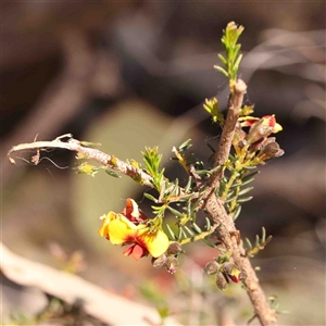 Dillwynia phylicoides at Gundaroo, NSW - 20 Sep 2024 11:48 AM