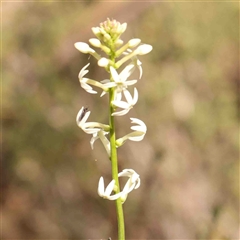 Stackhousia monogyna (Creamy Candles) at Gundaroo, NSW - 20 Sep 2024 by ConBoekel