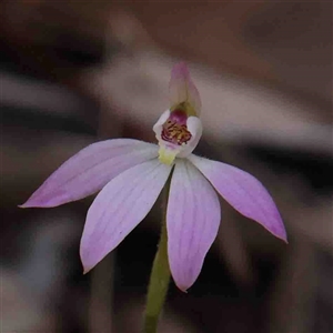 Caladenia carnea at Gundaroo, NSW - suppressed