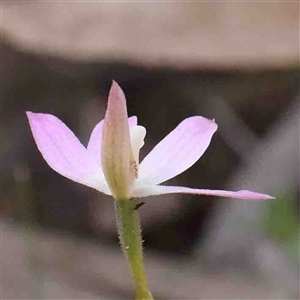 Caladenia carnea at Gundaroo, NSW - suppressed