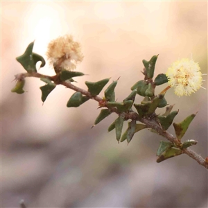 Acacia gunnii at Gundaroo, NSW - 20 Sep 2024