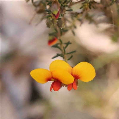 Dillwynia phylicoides (A Parrot-pea) at Gundaroo, NSW - 20 Sep 2024 by ConBoekel