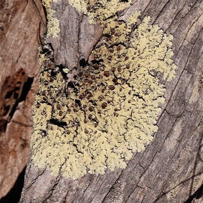 Unidentified Lichen at Gundaroo, NSW - 20 Sep 2024 by ConBoekel