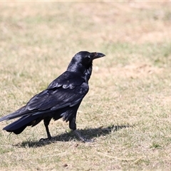 Corvus coronoides (Australian Raven) at Rendezvous Creek, ACT - 21 Sep 2024 by JimL