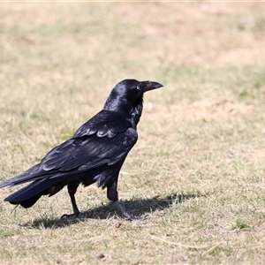 Corvus coronoides at Rendezvous Creek, ACT - 21 Sep 2024