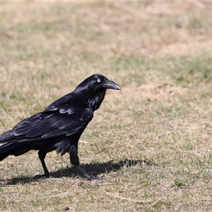 Corvus coronoides at Rendezvous Creek, ACT - 21 Sep 2024 11:51 AM