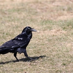 Corvus coronoides at Rendezvous Creek, ACT - 21 Sep 2024