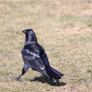 Corvus coronoides at Rendezvous Creek, ACT - 21 Sep 2024