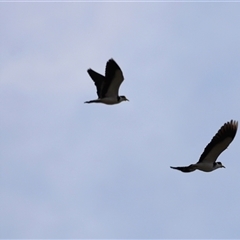 Vanellus miles (Masked Lapwing) at Rendezvous Creek, ACT - 21 Sep 2024 by JimL