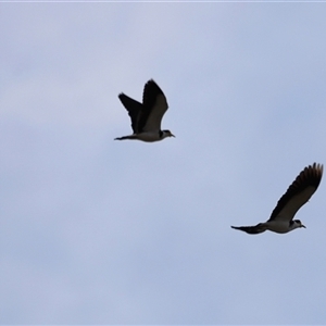 Vanellus miles at Rendezvous Creek, ACT - 21 Sep 2024 04:40 PM