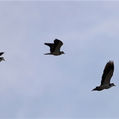 Vanellus miles at Rendezvous Creek, ACT - 21 Sep 2024 04:40 PM