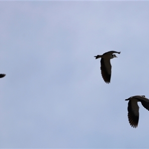 Vanellus miles at Rendezvous Creek, ACT - 21 Sep 2024 04:40 PM