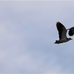 Vanellus miles at Rendezvous Creek, ACT - 21 Sep 2024 04:40 PM