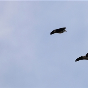 Vanellus miles at Rendezvous Creek, ACT - 21 Sep 2024 04:40 PM