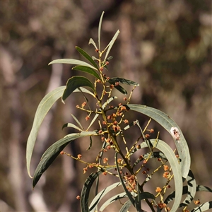 Acacia rubida at Gundaroo, NSW - 20 Sep 2024 11:55 AM