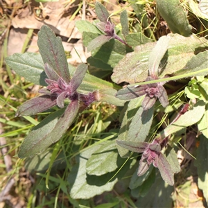 Ajuga australis at Gundaroo, NSW - 20 Sep 2024 11:55 AM