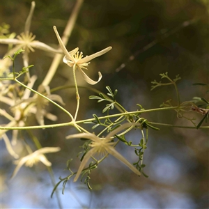 Clematis leptophylla at Gundaroo, NSW - 20 Sep 2024