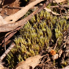 Unverified Moss, Liverwort or Hornwort at Gundaroo, NSW - 20 Sep 2024 by ConBoekel