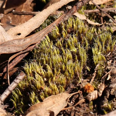 Unidentified Moss, Liverwort or Hornwort at Gundaroo, NSW - 20 Sep 2024 by ConBoekel