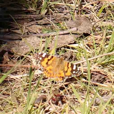 Vanessa kershawi (Australian Painted Lady) at Gundaroo, NSW - 20 Sep 2024 by ConBoekel