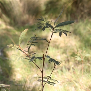 Acacia rubida at Gundaroo, NSW - 20 Sep 2024