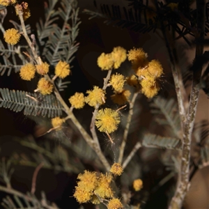 Acacia dealbata subsp. dealbata at Gundaroo, NSW - 20 Sep 2024