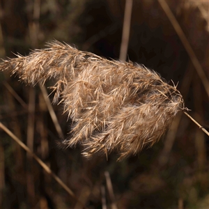 Phragmites australis at Gundaroo, NSW - 20 Sep 2024 12:17 PM