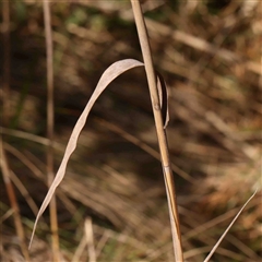 Phragmites australis at Gundaroo, NSW - 20 Sep 2024